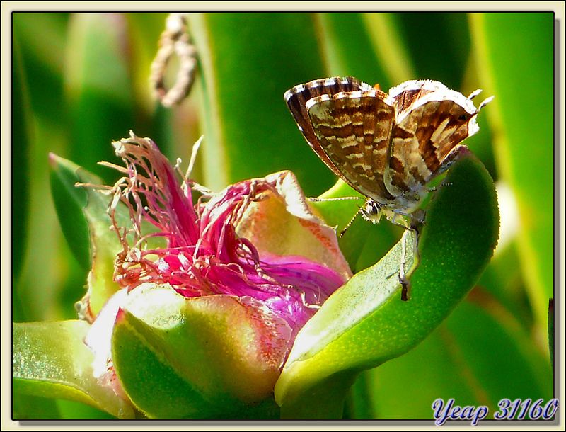 Papillon Brun des pélargoniums (Cacyreus marshalli) - Port-Leucate - 11 
