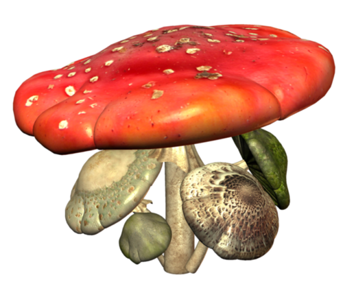 Champignons