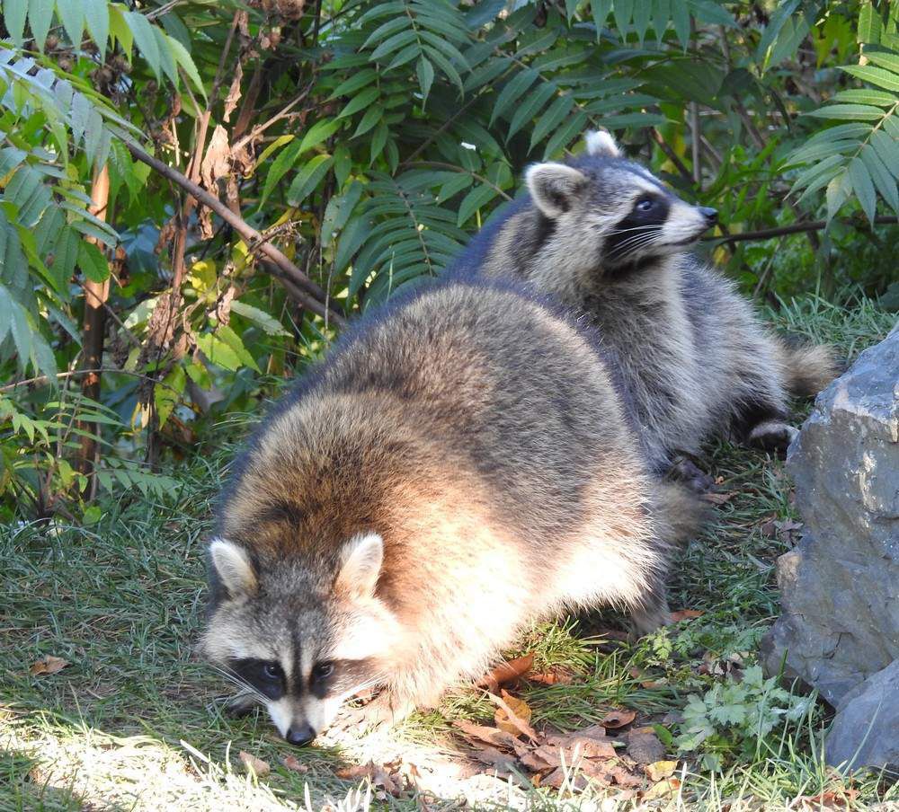 Ratons-laveurs au Mont-Royal, à Montréal