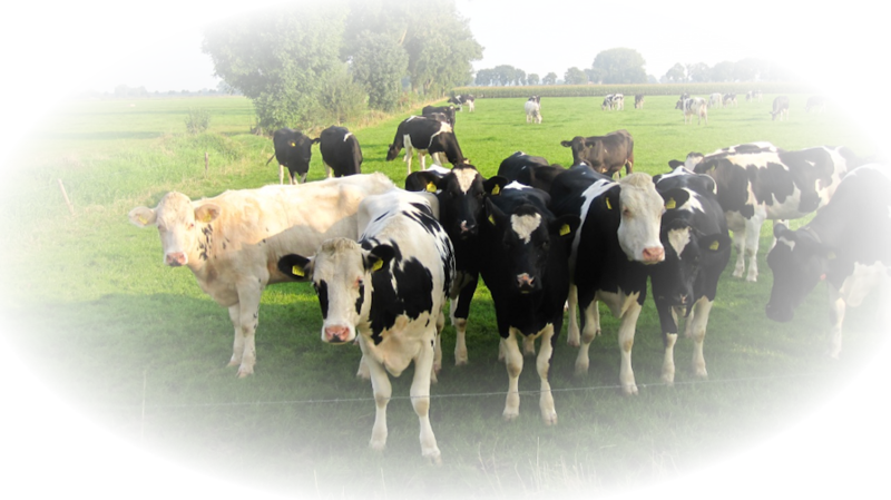 Défi 56:A la ferme