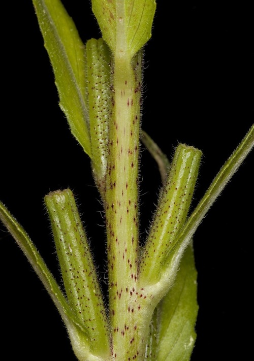 Fleurs cultivées : Oenothère