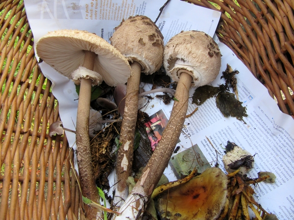 Les mycologues Châtillonnais ont sillonné le Morvan a la recherche d'espèces différentes de champignons...et leur quête a été fructueuse !
