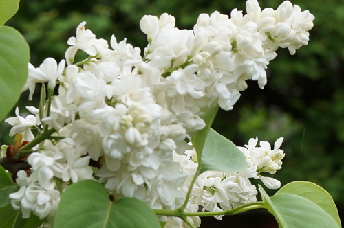 vite ! il faut photographier le lilas