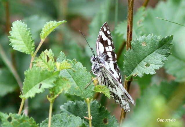 Jardin-de-Cathline 1333