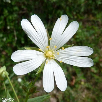 Stellaria holostea - stellaire holostée