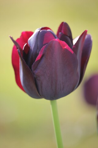 Tulipes noires 'Reine de la nuit'