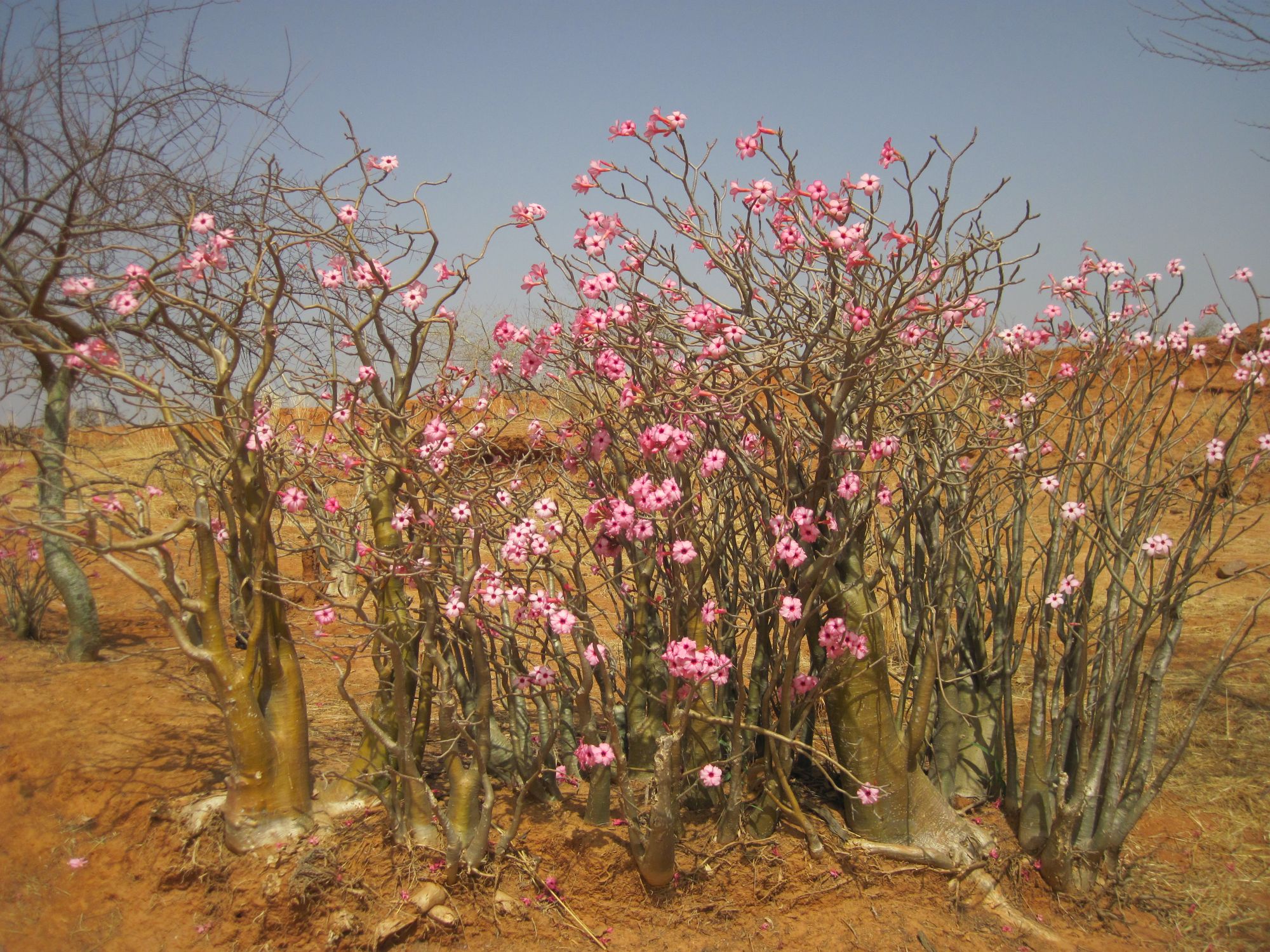 Mali Baobab chacal