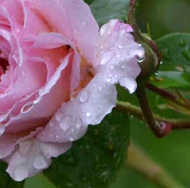 Perles de pluie sur mes  roses