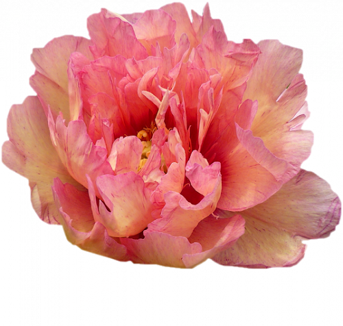Tube fleur, tube pivoine