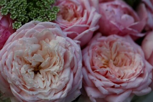 Trois compositions florales pour une journée entre jardinières