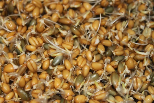 Grains germés