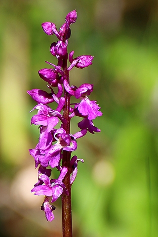 Orchis mascula - Orchis mâle