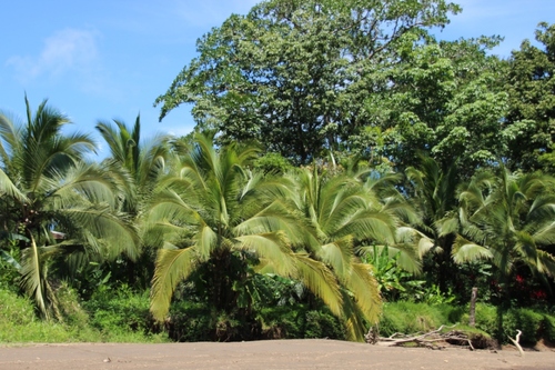 Tortuguero (Costa Rica)