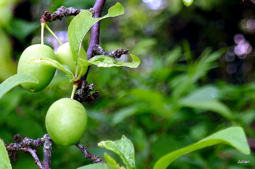 Des prunes encore vertes