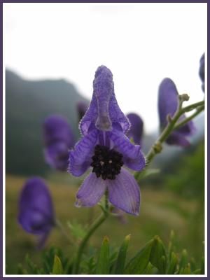 La flore des Pyrénées