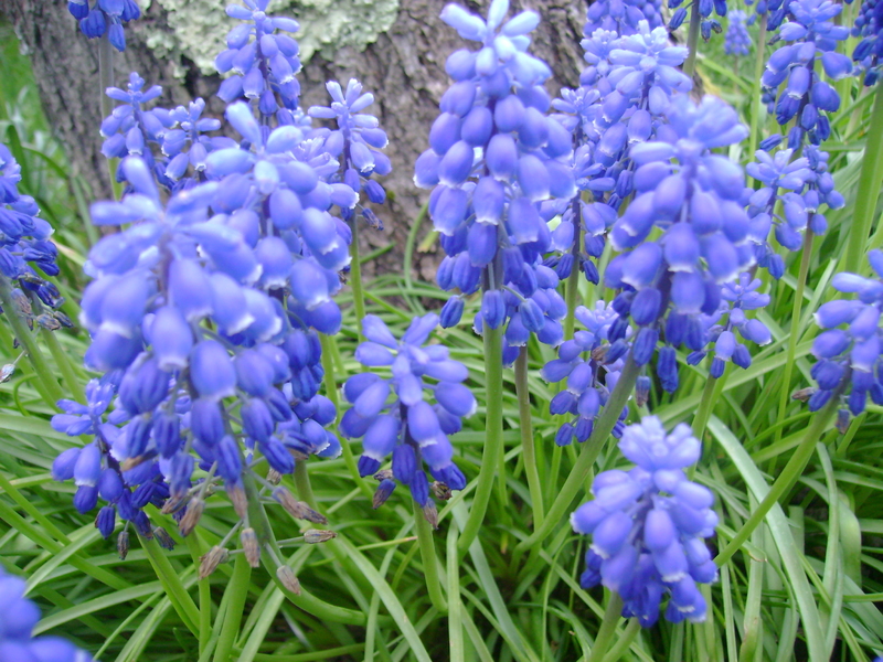 LES FLEURS DE PRINTEMPS DE MON JARDIN .