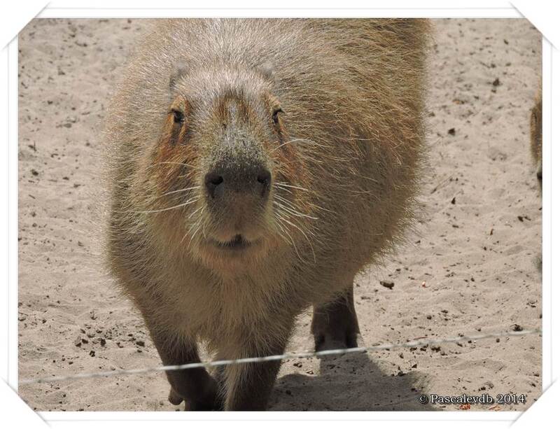 Zoo du Bassin d'Arcachon à La Teste de Buch - 16/20