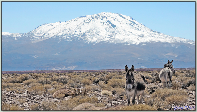 19/03/2022 : nous poursuivons la route vers San Francisco de Chiu-Chiu, avec bref arrêt pour l'observation, depuis la voiture, de deux caracaras montagnards - Désert d'Atacama - Chili