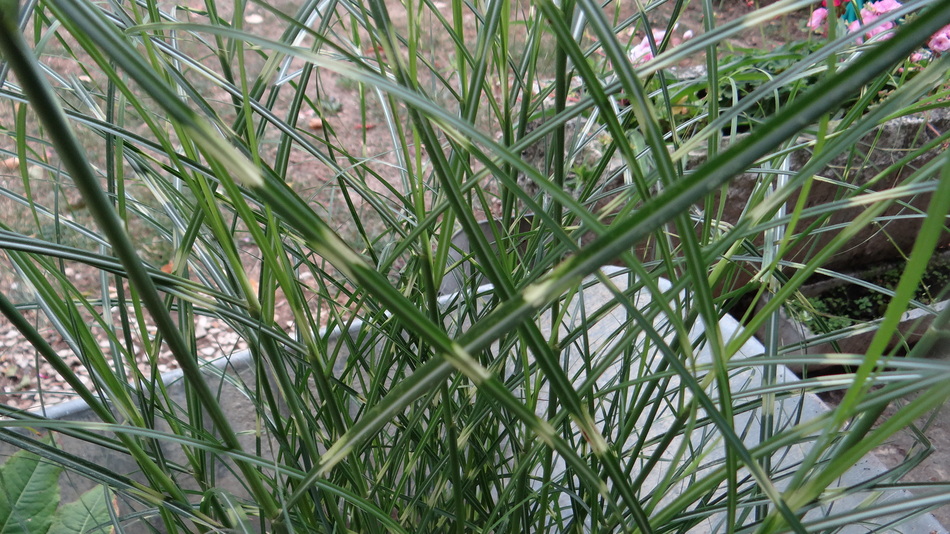 Miscanthus Srictus Dwarf