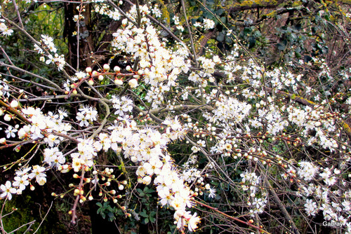 Fleurs du prunier sauvage et de l’amandier 