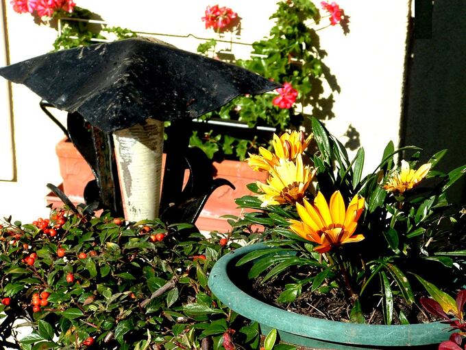 Jardin: La poèsie des plantes en cette fin octobre