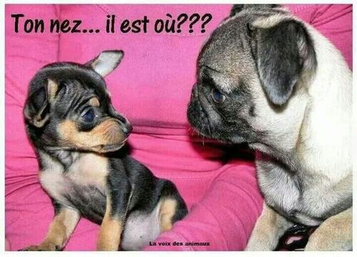 des petits amours .....