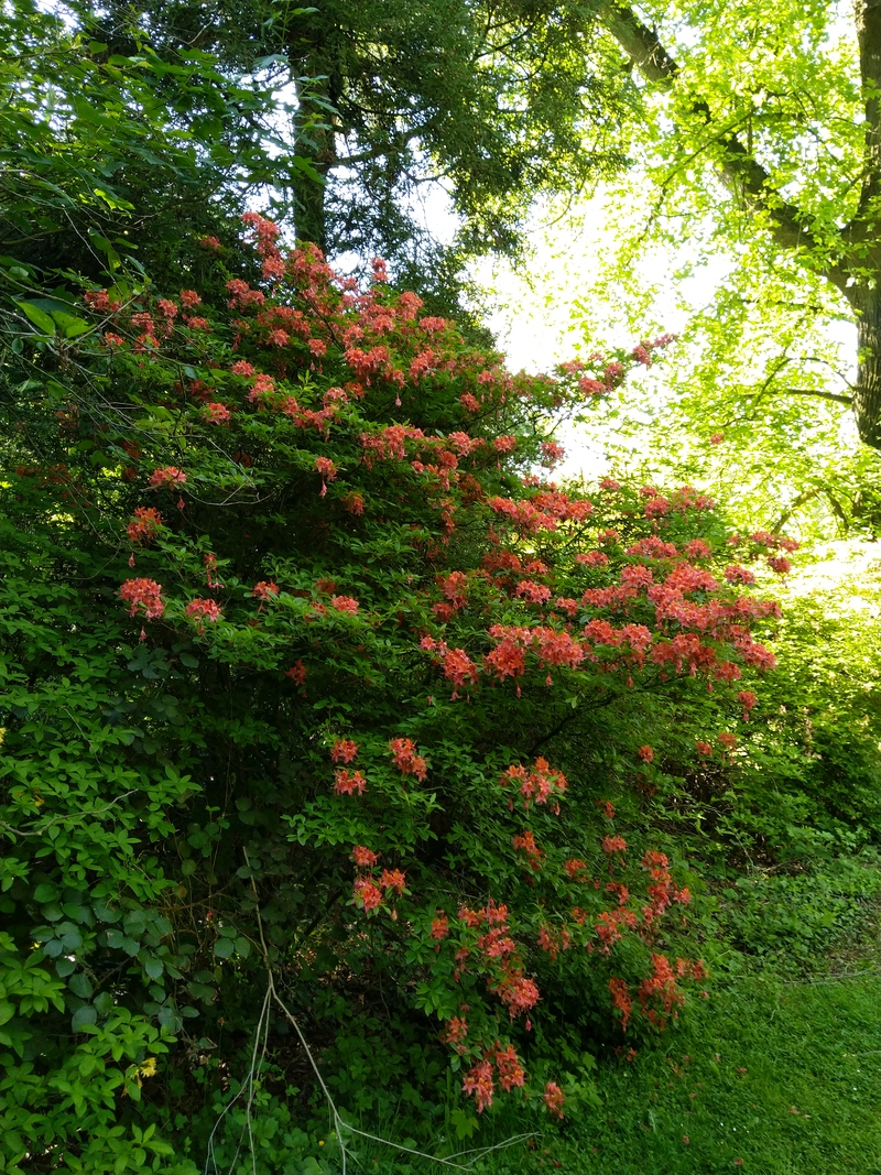 Parc de Mariemont (3)