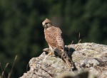 Oiseaux