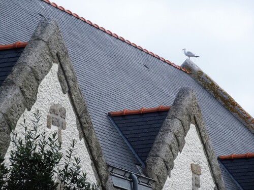 La photo du dimanche, une mouette sur le toit de l'église