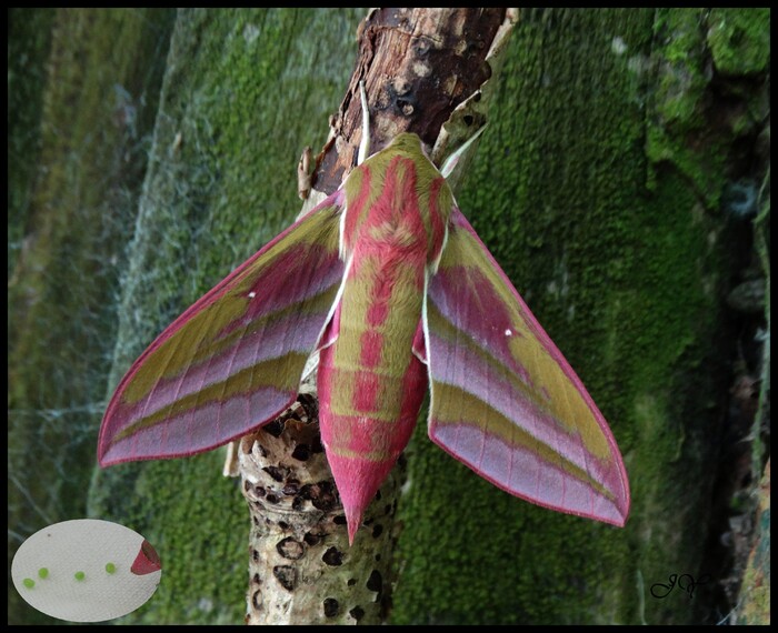 Deilephila  elpenor.