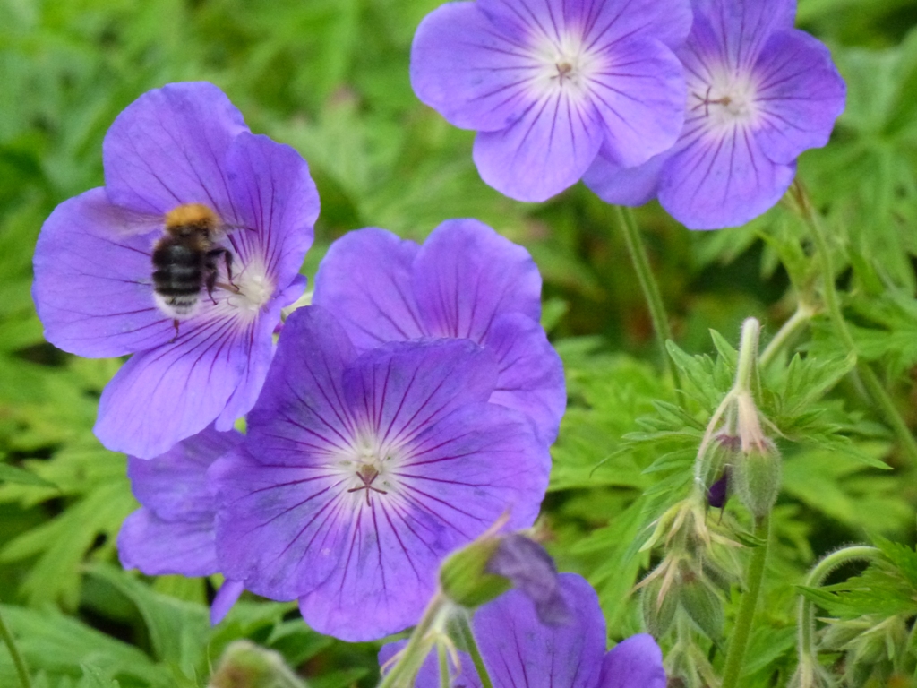 Quelques fleurs ...sauvages et cultivées