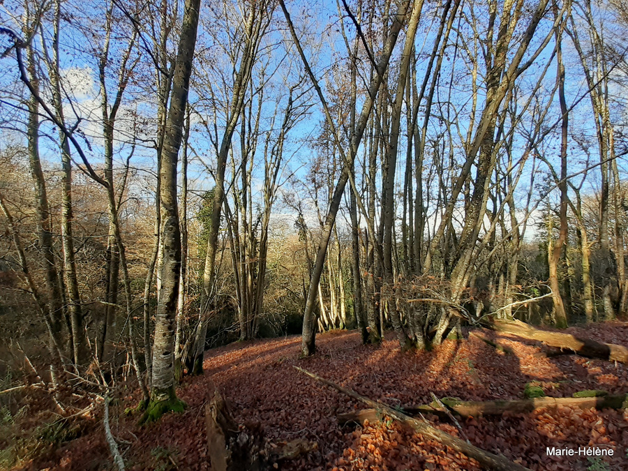 BALADE CAMPAGNARDE DIMANCHE 20 DECEMBRE 2020 