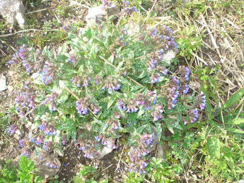 mes fleurs pumonaire