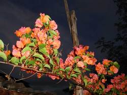 Fleurs de Madagascar
