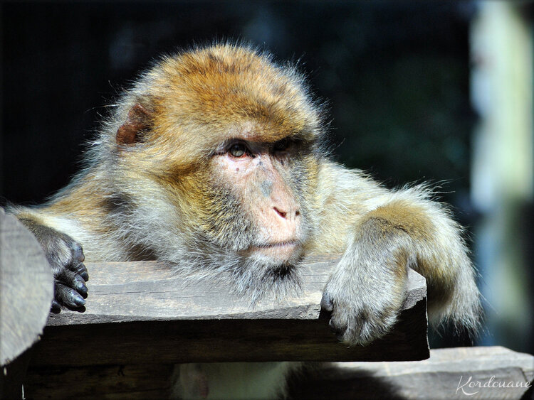 Photo de Magots ou Macaques de Barbarie - Beauval