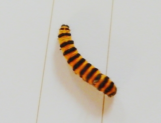  Insecta - Lépidoptère - Arctiidae - Tyria Jacobaeae - L'écaille du Séneçon ou Goutte de sang