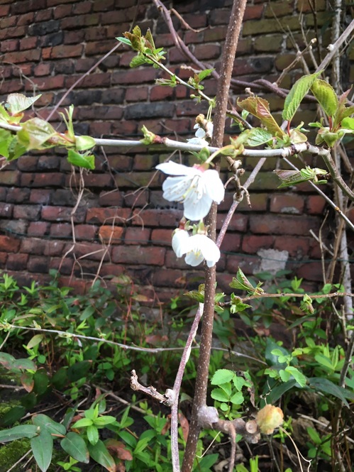 Un air de printemps