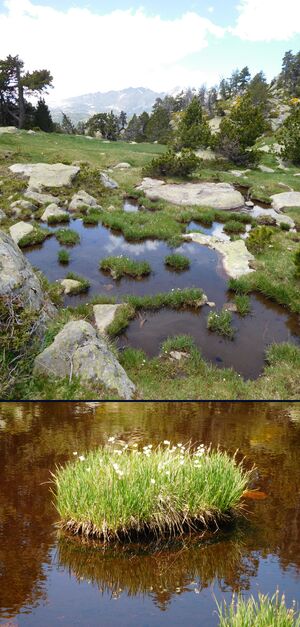 * Autour du lac des BOUILLOUSSES