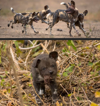 Une autre façon de voir les chiens ... 