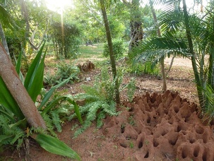 Jardins au tours de notre guest house (Auroville)