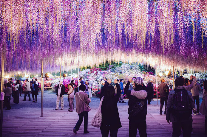 oldest-wisteria-tree-ashikaga-japan-6