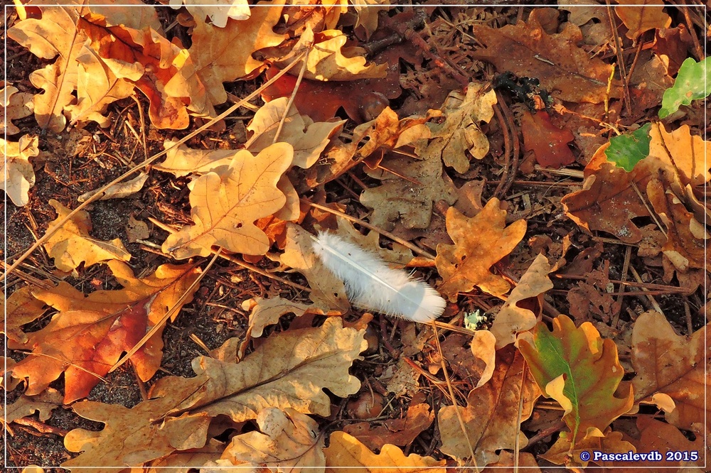 Automne au parc de la Chêneraie à la Hume - Octobre 2015 - 5/7