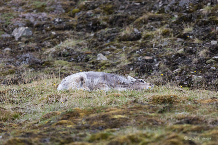 Grosse fatigue