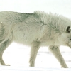 loup arctique (16).jpg