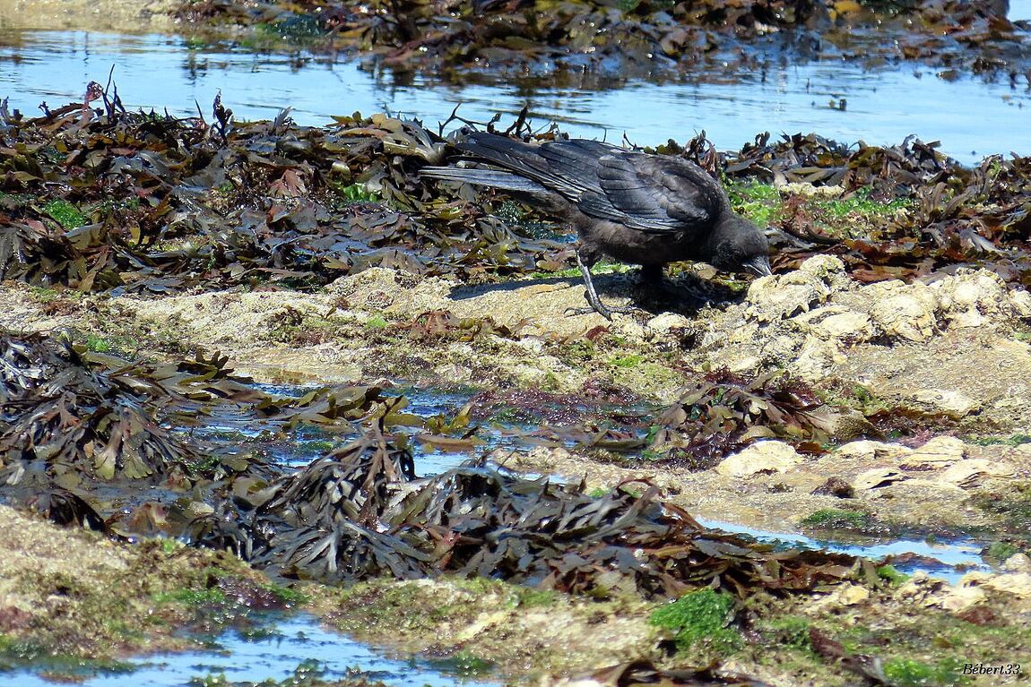 des oiseaux à Piriac