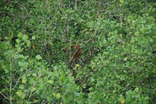 Samedi 13 juillet Ethnies et lucioles