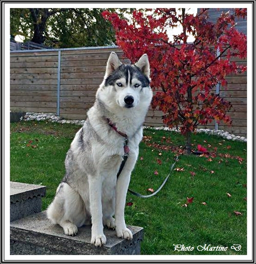 Haïka (4 ans)