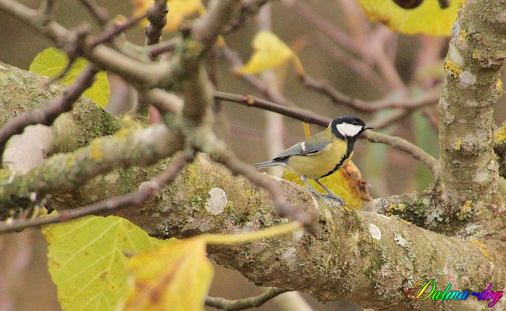 mésange chabonnière