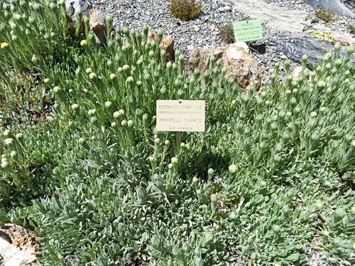 Jardin botanique du col du Lautaret 2058m  ( suite 4 )