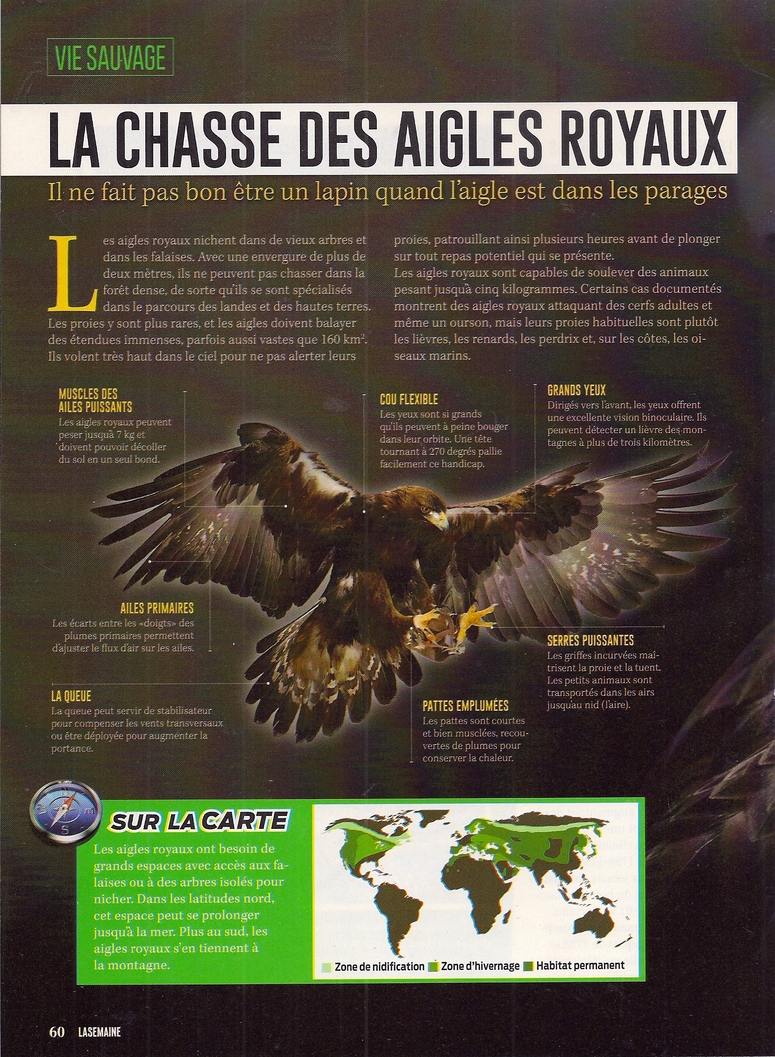 Les Oiseaux:  La chasse des aigles royaux (2 pages)